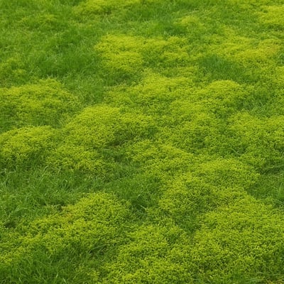TLC The Lawn Company | How To Remove Lawn Moss