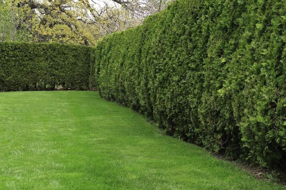 TLC - The Lawn Care - Annual Service Program - Late Spring