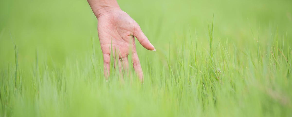 TLC-Lawn-Company-Care-Services-Hand