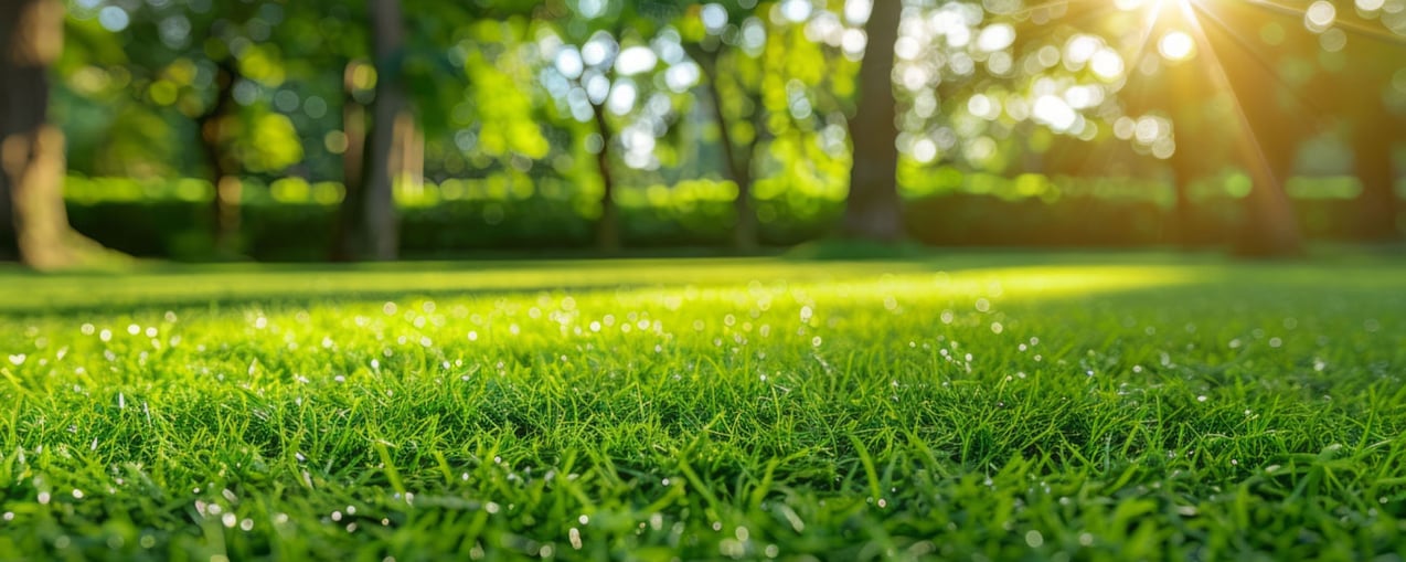 TLC - The Lawn Company expert lawn care services for your lawn