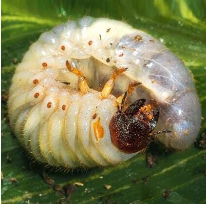TLC-The-Lawn-Company-Services-Grub-Beetles-larvae