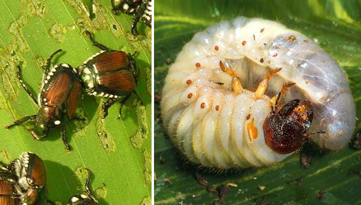TLC - The Lawn Company Grub Proofing from Insects