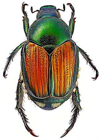 TLC-The-Lawn-Company-Services-Grub-Beetles
