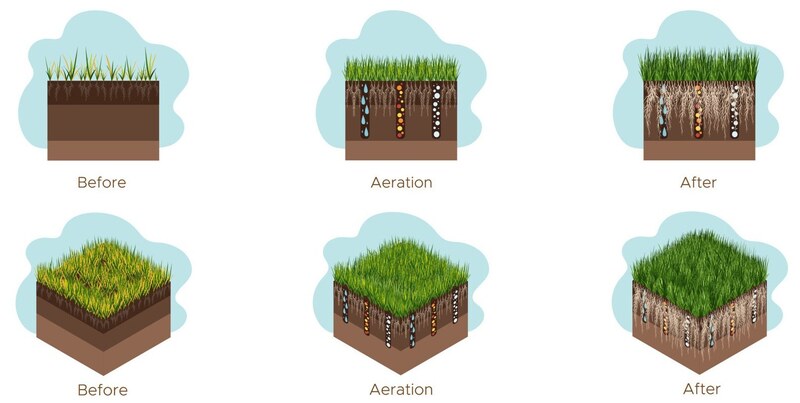 TLC - The Lawn Company Additional Lawn Care Services - Core Aeration and Core Aeration with Overseeding