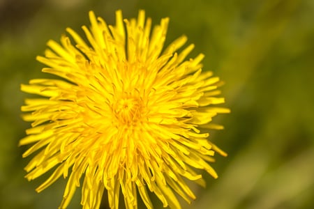 TLC - The Lawn Company - Weed Control Services - Broadleaf and Dandelion Weeds