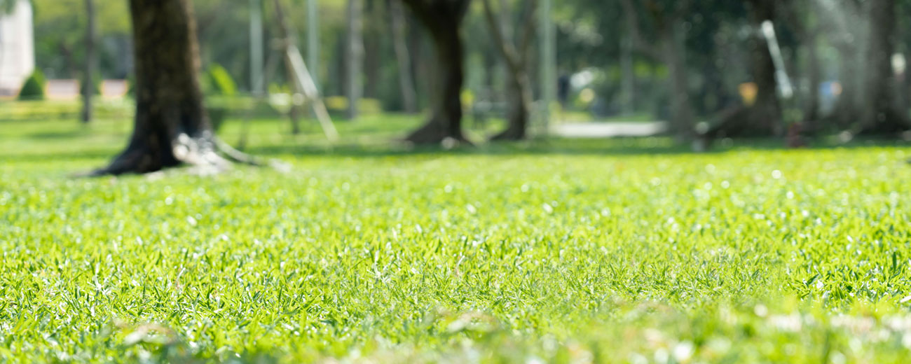 Healthy and professional lawn care in Spring | TLC