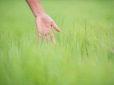 TLC-Lawn-Company-Care-Services-Lawn-400