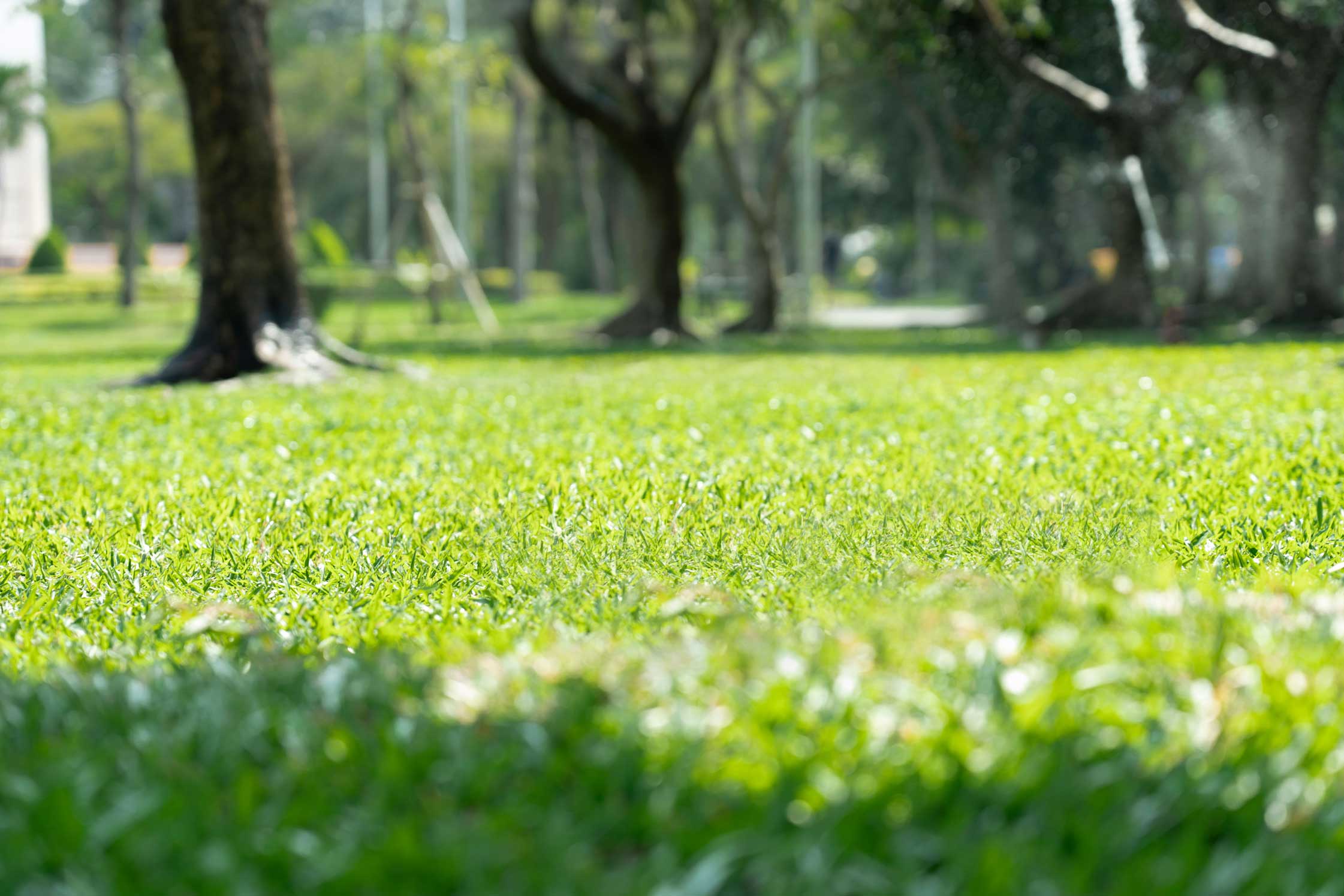 Grub Prevention Tips: How to Protect Your Lawn Before Damage Starts | TLC - The Lawn Company