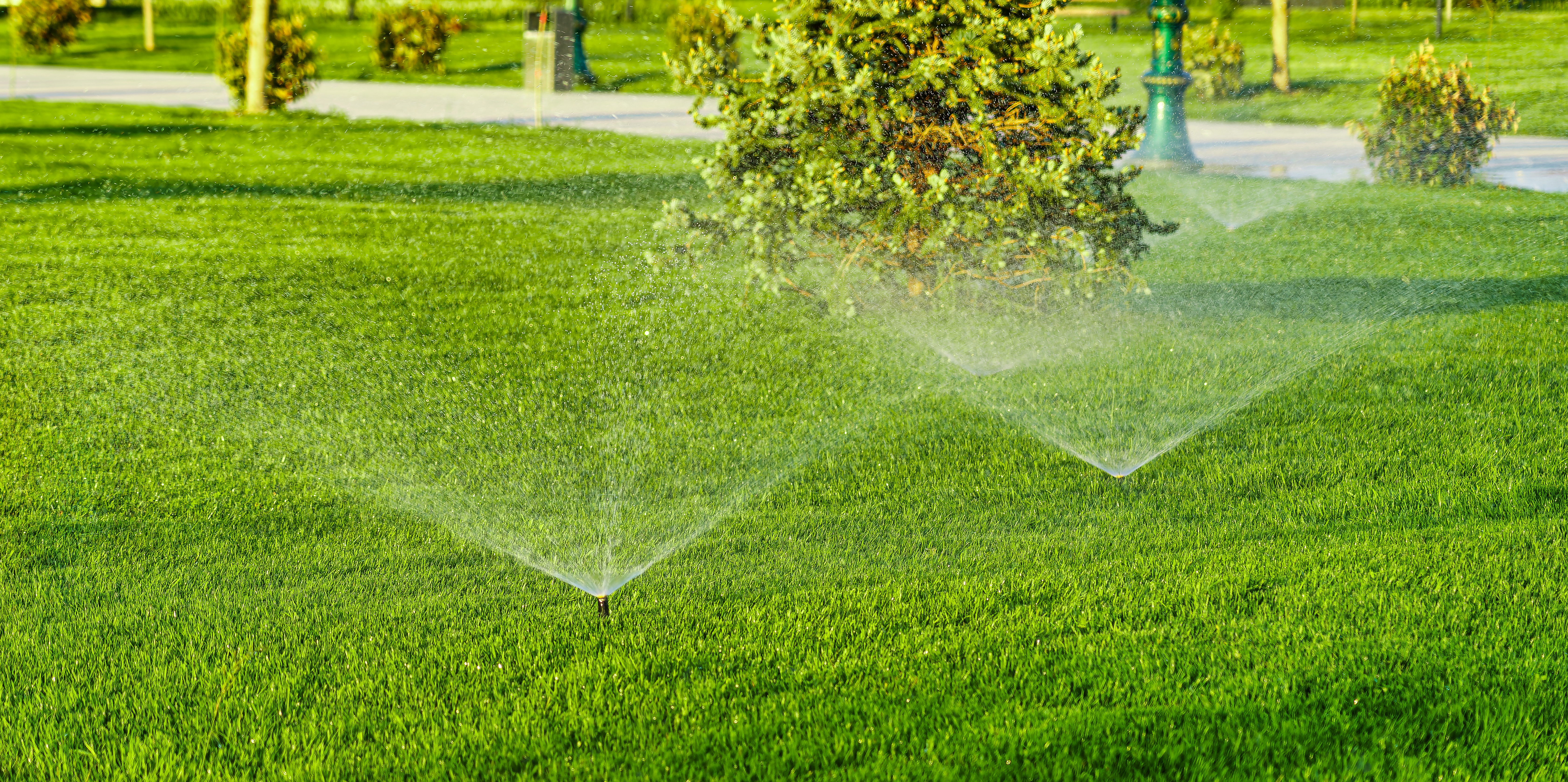 Lawn Watering Tips for Green, Healthy Grass All Season Long | TLC - The Lawn Company